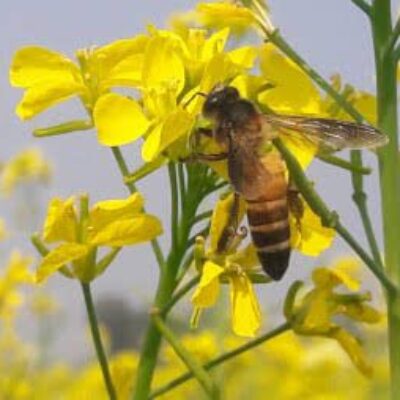 Mustard Honey Mustard Honey