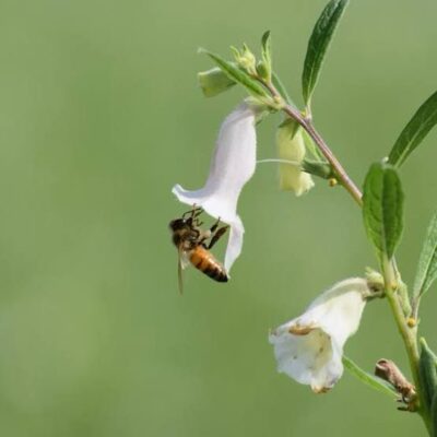 Sesame Honey Sesame Honey