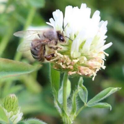 Barseem Clover Honey Barseem Clover Honey