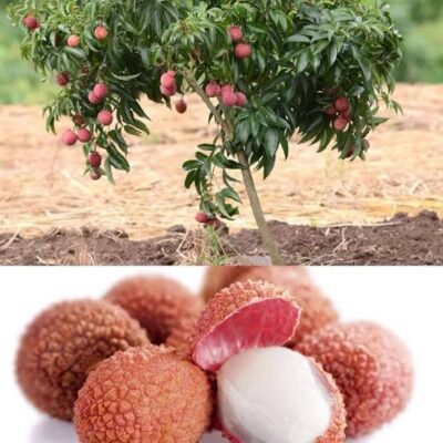 Litchi Honey Litchi Honey