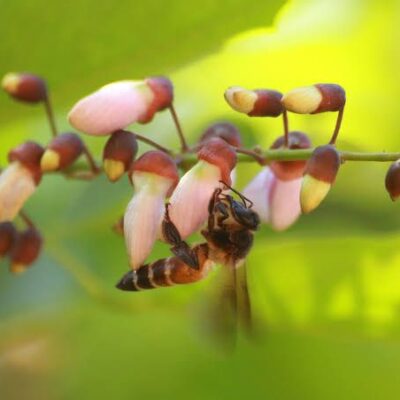 Karanj or Indian Pongamia Honey Karanj or Indian Pongamia Honey