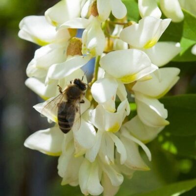 Kashmiri Acacia Honey Kashmiri Acacia Honey