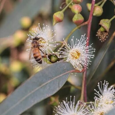 Eucalyptus Honey Eucalyptus Honey