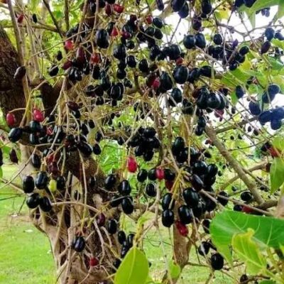 Jamun or Indian Black Plum Honey Jamun or Indian Black Plum Honey