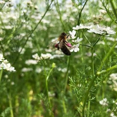 Coriander Honey Coriander Honey