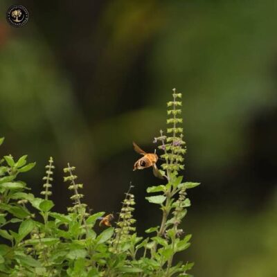 Tulsi Honey Tulsi Honey