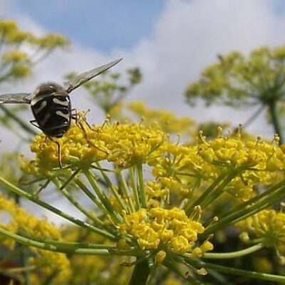 Saunf or Fennel Honey Saunf or Fennel Honey