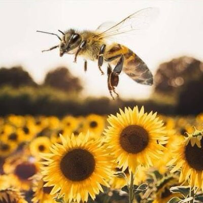 Sunflower Honey Sunflower Honey