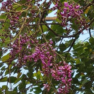 Shisham or Indian Rosewood Honey Shisham or Indian Rosewood Honey